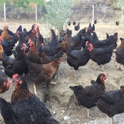 Tavuk Çiftliği Nasıl Kurulur?
