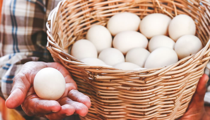 Yumurta Tavuğu - Organik yumurta